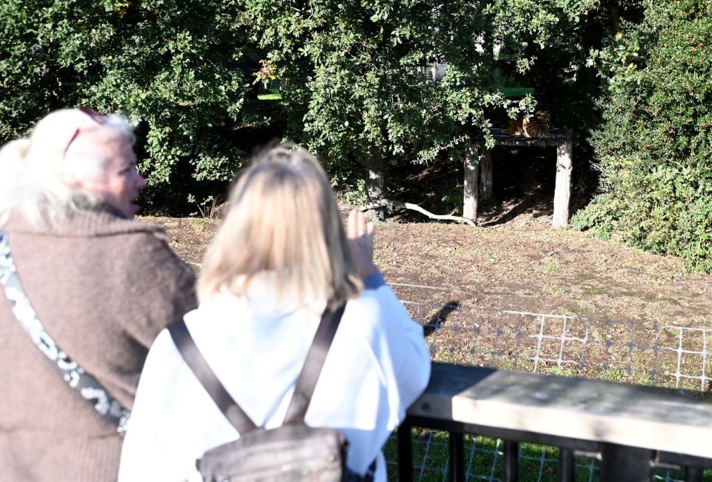 Visitors flock to see tiger that mauled ex-child actor to death as enclosure finally reopens