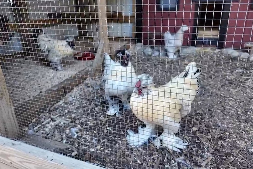 NJ town bans roosters after residents cry fowl over noise
