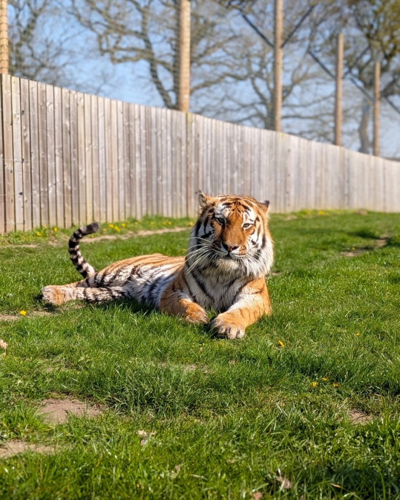 Man mauled to death by tiger was happily dancing, posing for pics with the animal before he jumped into UK wildlife enclosure