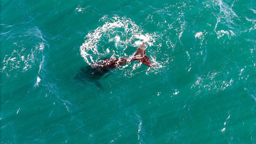Scientists search for answers as baby whales wash up dead in Argentina