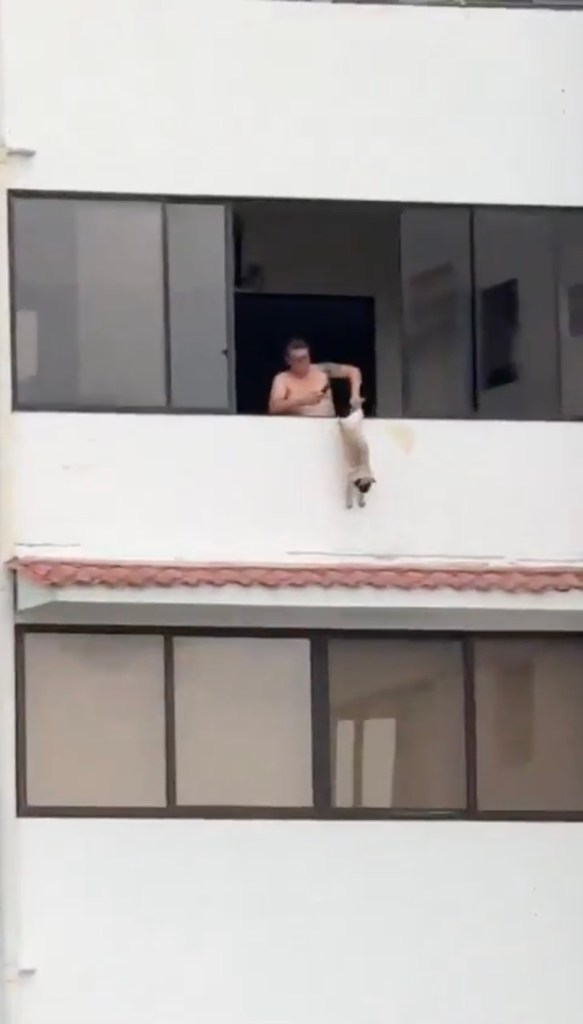 Ex-soccer player arrested for allegedly dangling pug by leg off balcony
