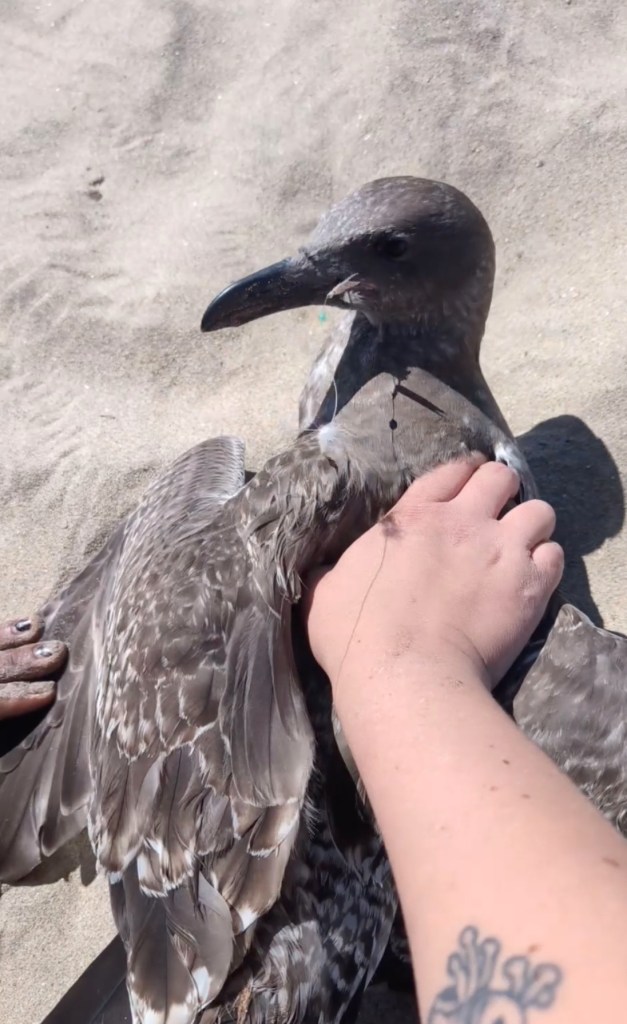 California beachgoer uses crafty tactic to lure in seagull tangled in fishing line