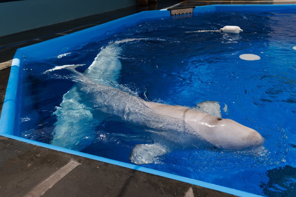 Beluga whale dies at SeaWorld San Diego, weeks after Canadian rescue