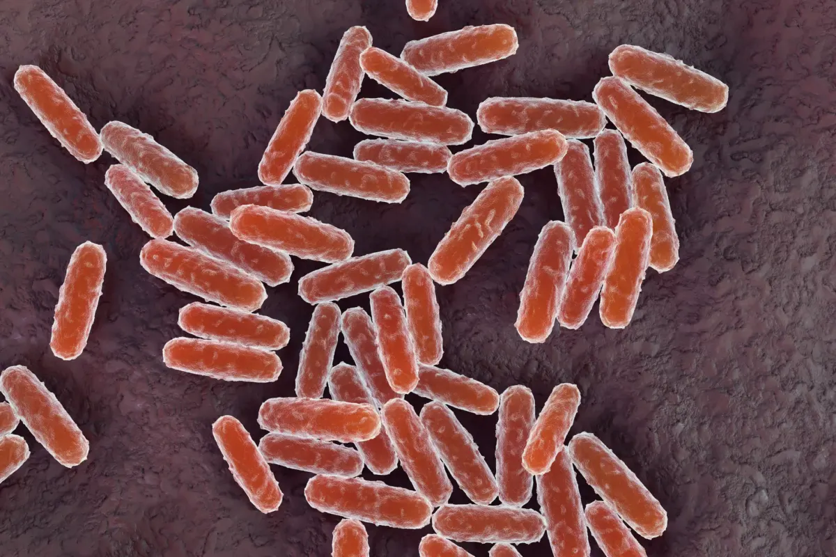 Russian media claims a second victim has died from 'plague outbreak' as fears grow it could spread worldwide