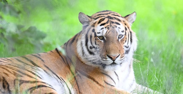 Details emerge as man who was killed by tiger after jumping into enclosure is former child actor