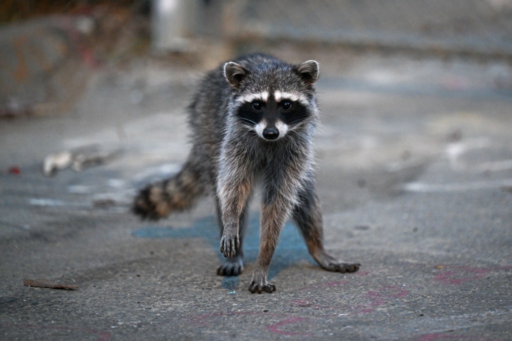 Sickly creature found in Los Angeles prompts official warning — marks first case in 50 years