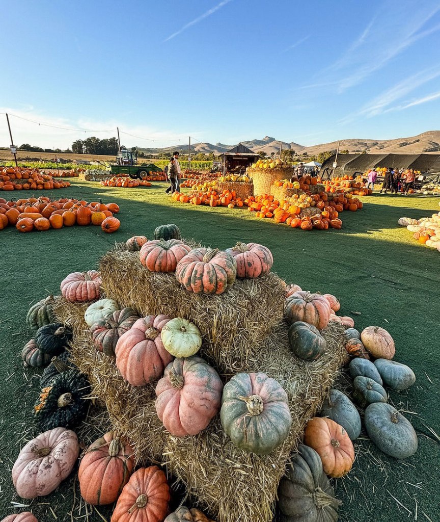 Family-favorite California pumpkin patch linked to E. Coli outbreak