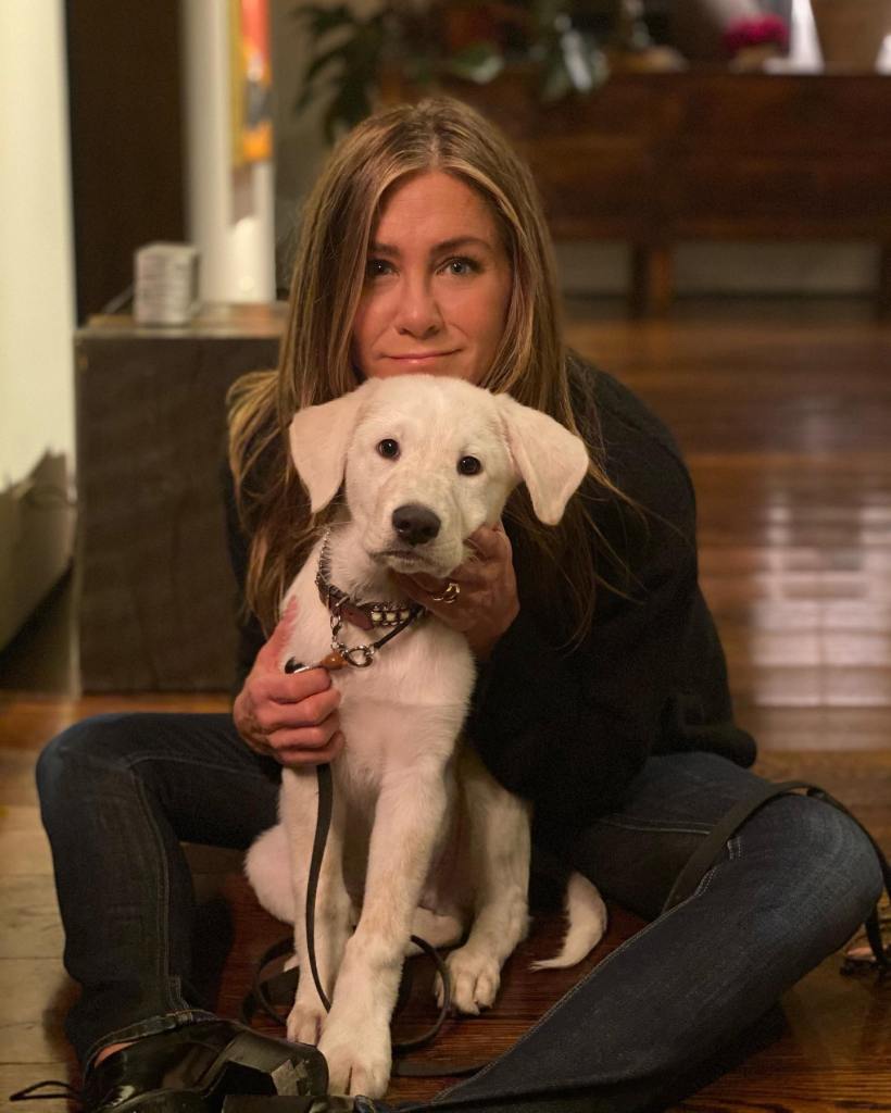 Dog broker to the stars sued over alleged ‘puppy laundering’ scheme that sold breeder dogs as rescues