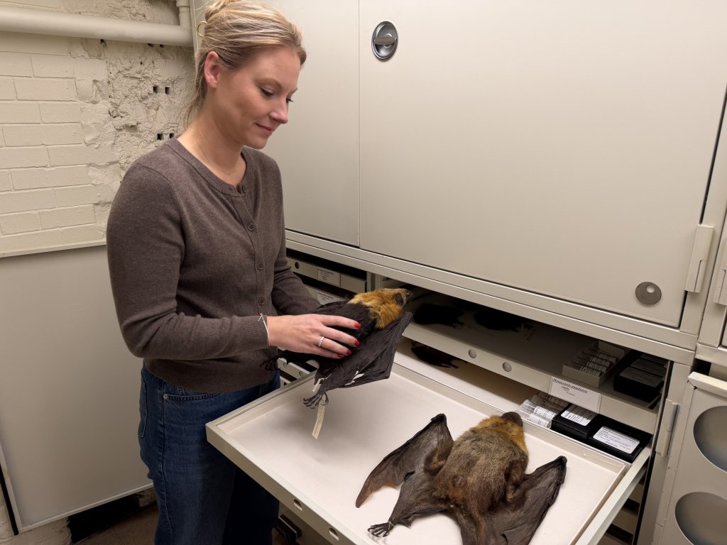 The world’s largest bats are shrinking — and hunters are to blame: study