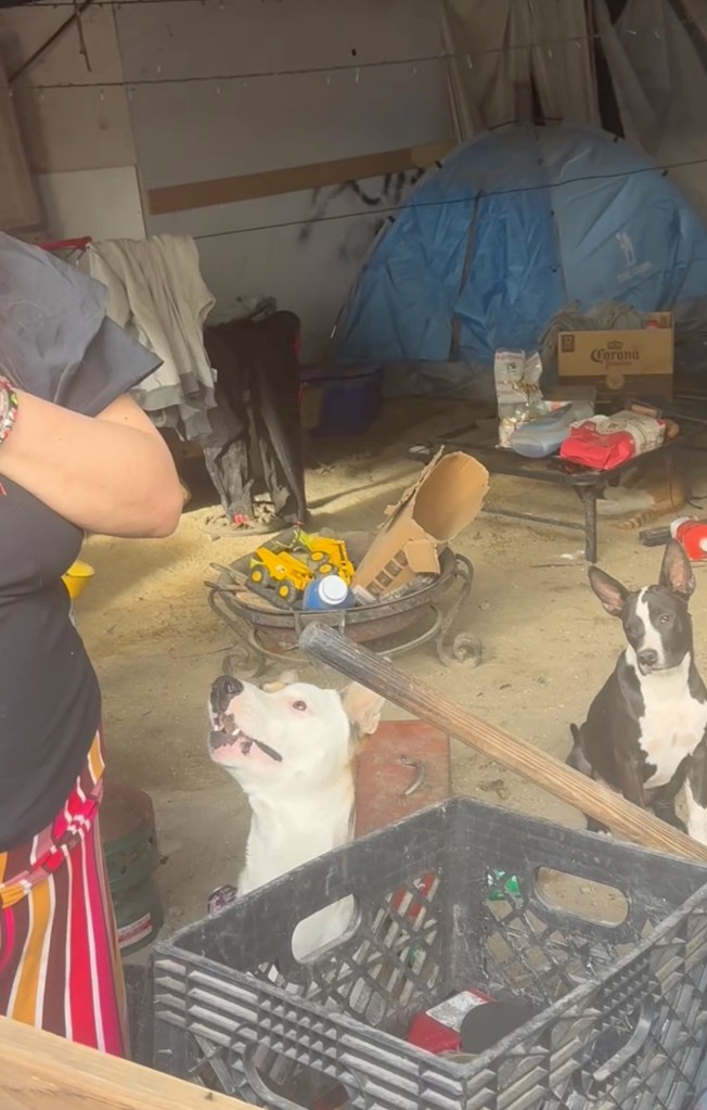 Freeway encampment crackdown takes disturbing turn as dozens arrested, dogs and chickens found