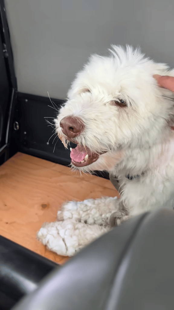 Dog miraculously found alive 2 days after being separated from owner in Alaska avalanche