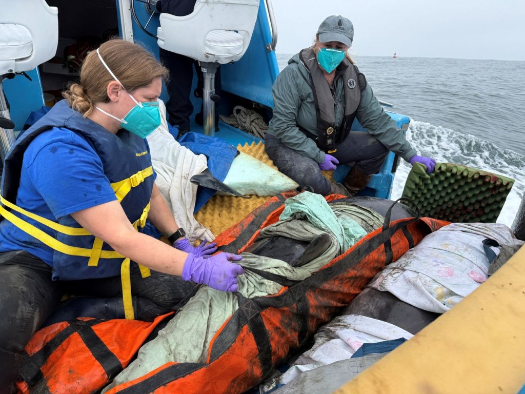 Heartbreak as one dolphin dead, three others trapped on land after swimming up California inlet