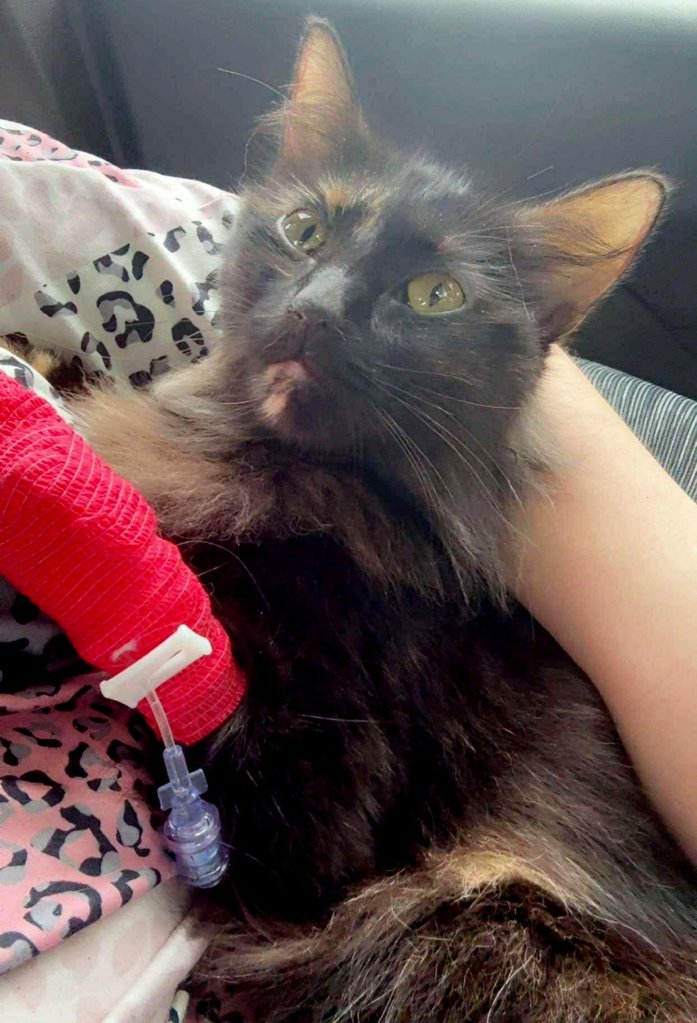 Vet saves critically ill cat’s life by using dog’s blood