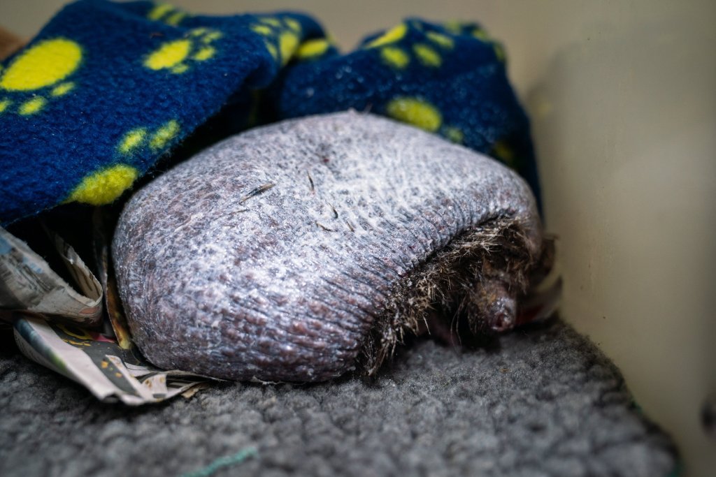 Rescuers save bald hedgehog after infection made it lose all its prickles