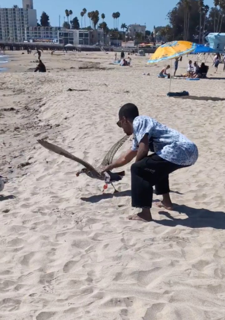 California beachgoer uses crafty tactic to lure in seagull tangled in fishing line
