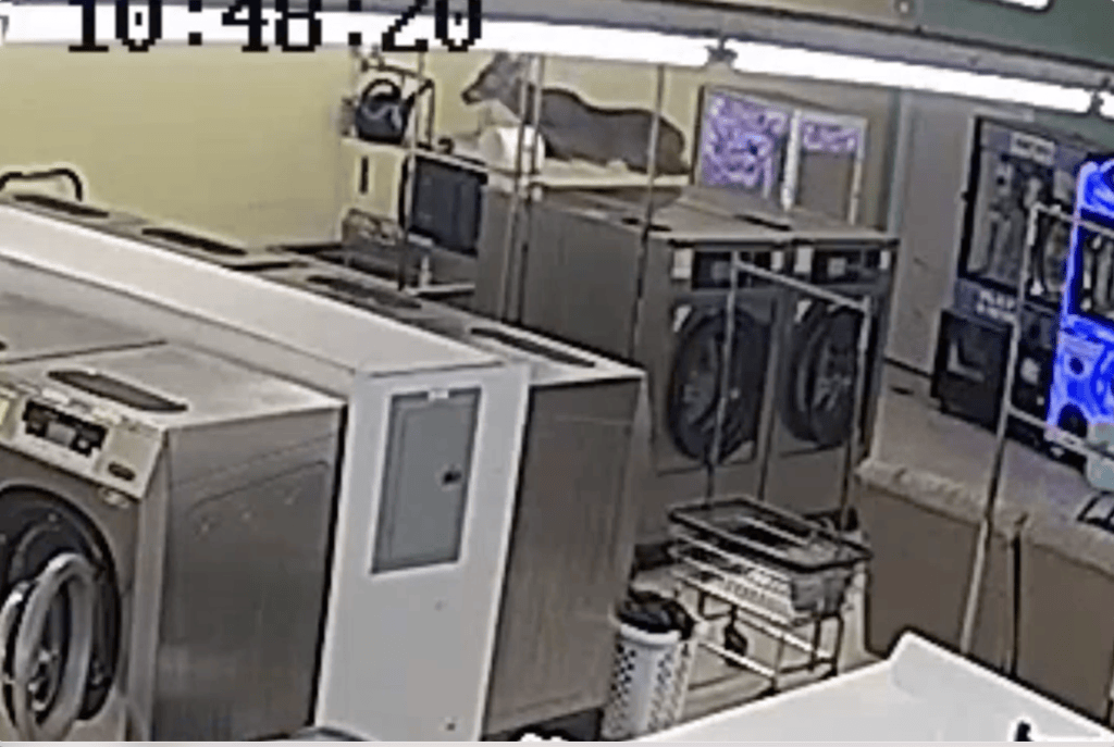 Super-charged deer crashes through North Carolina laundromat, runs amok as customers duck for cover