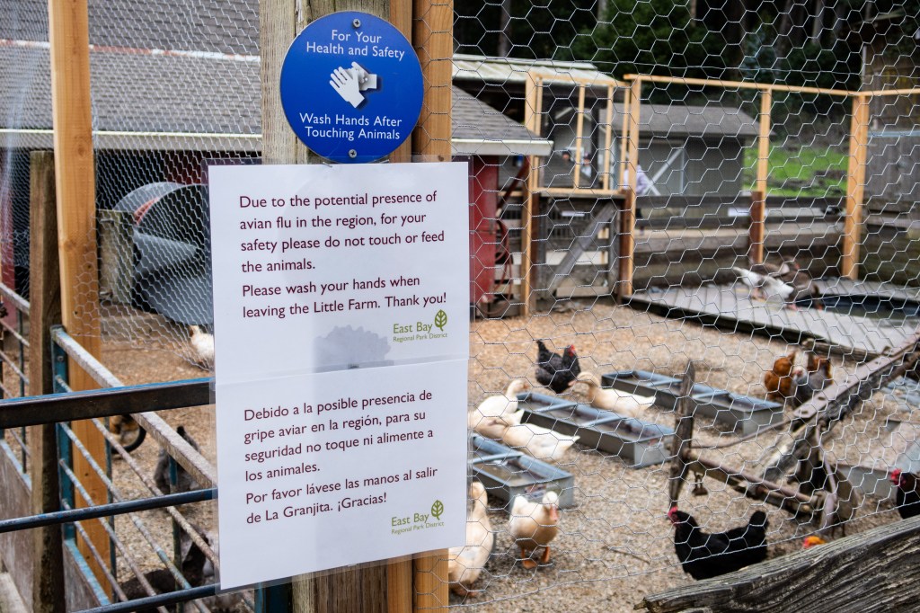 Bird dlu discovery prompts slaughter of multiple poultry flocks in Sacramento
