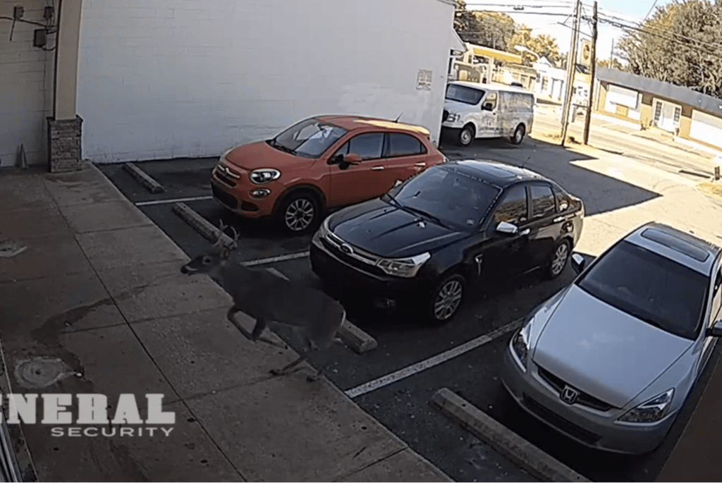 Super-charged deer crashes through North Carolina laundromat, runs amok as customers duck for cover