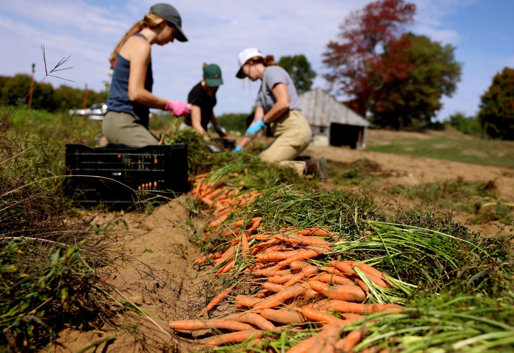 Fruits and vegetables 50% less nutritious as in the 1960s: ‘Hollowing out our food’