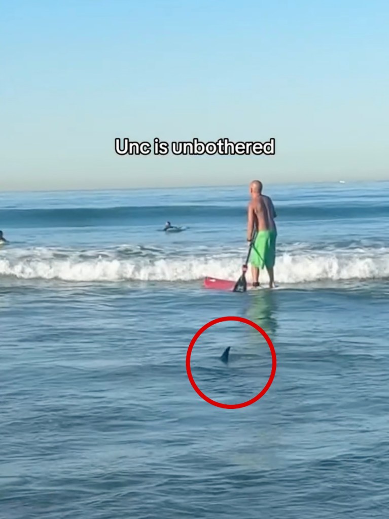 Unerving moment shark creeps up on surfers off popular SoCal beach