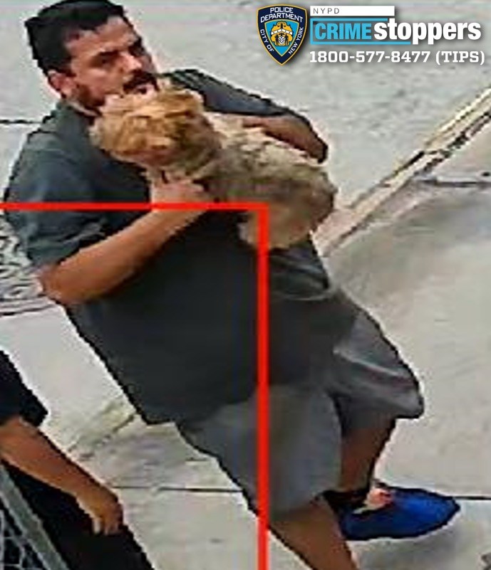 Dog-gone shame — crooks steal Yorkshire Terrier named Chanel from NYC yard