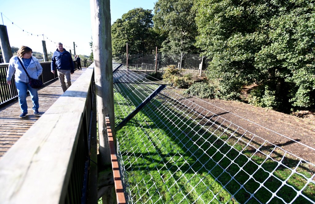 Visitors flock to see tiger that mauled ex-child actor to death as enclosure finally reopens