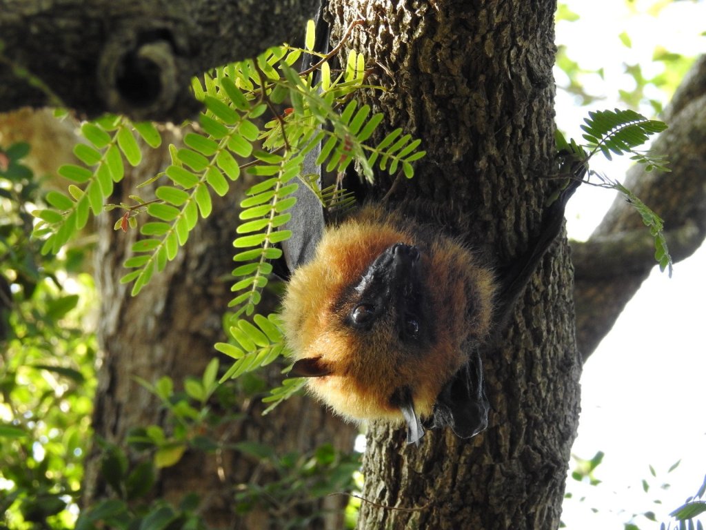 The world’s largest bats are shrinking — and hunters are to blame: study