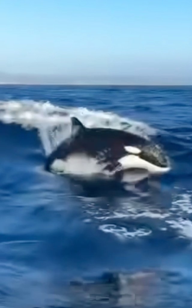 El Nino sends world’s most dangerous apex sea predator to Orange County beaches