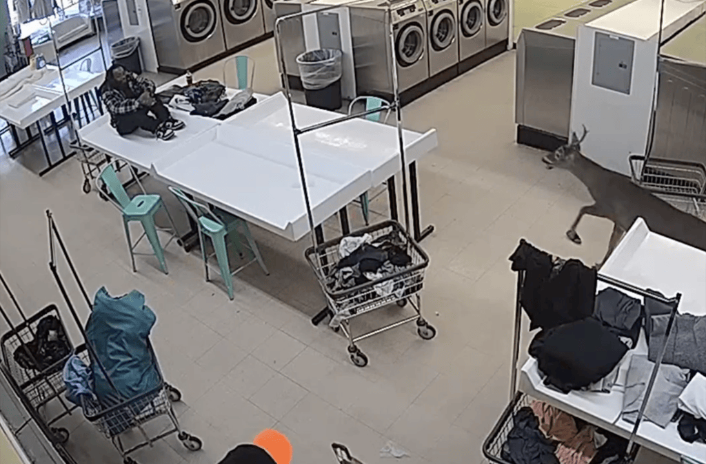 Super-charged deer crashes through North Carolina laundromat, runs amok as customers duck for cover