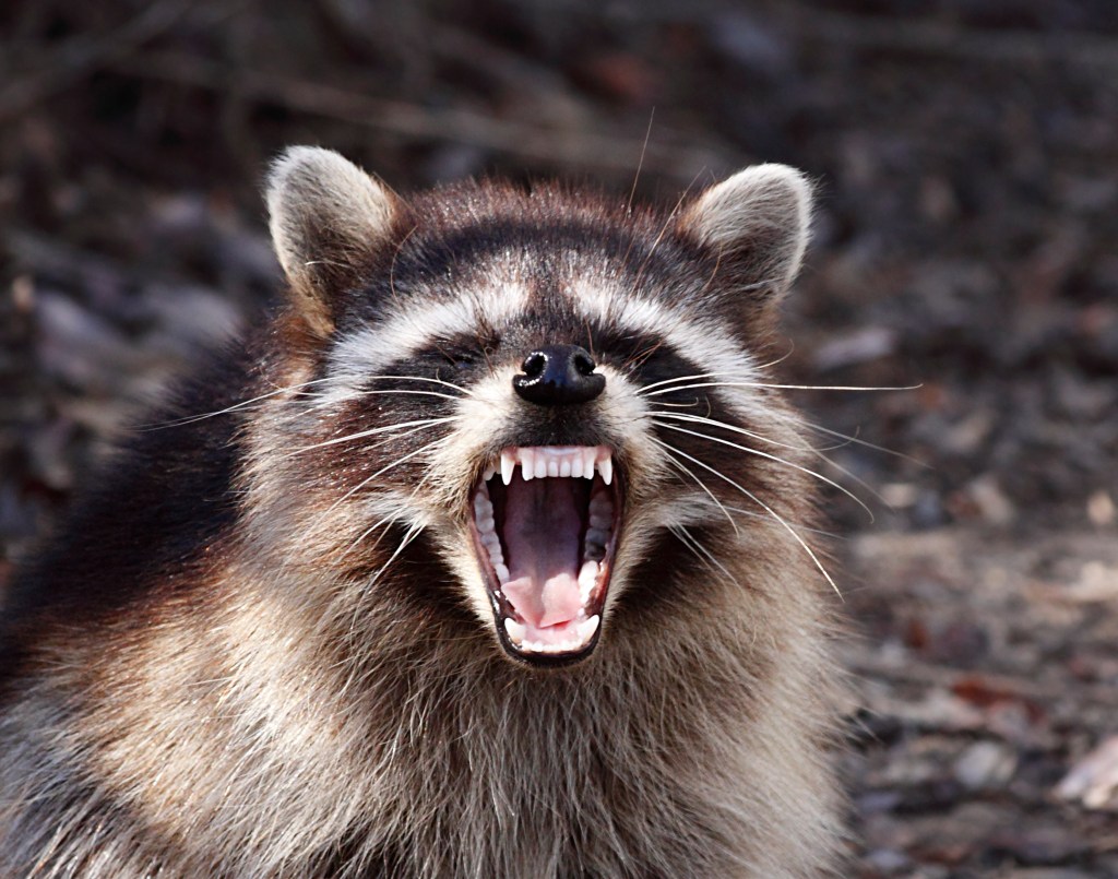 Sickly creature found in Los Angeles prompts official warning — marks first case in 50 years