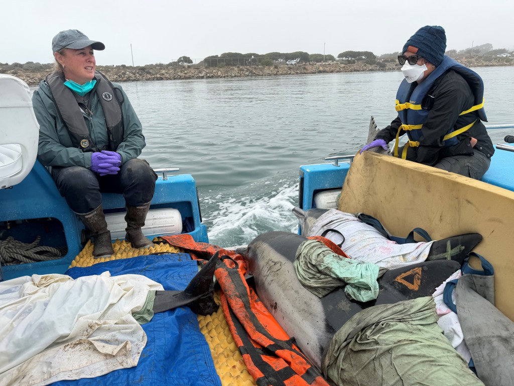 Heartbreak as one dolphin dead, three others trapped on land after swimming up California inlet