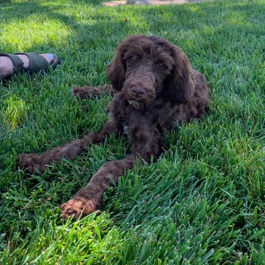 Dog broker to the stars sued over alleged ‘puppy laundering’ scheme that sold breeder dogs as rescues