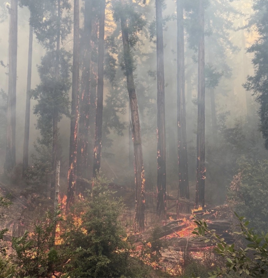 Iconic coastal California state park to finally reopen after devastating wildfire