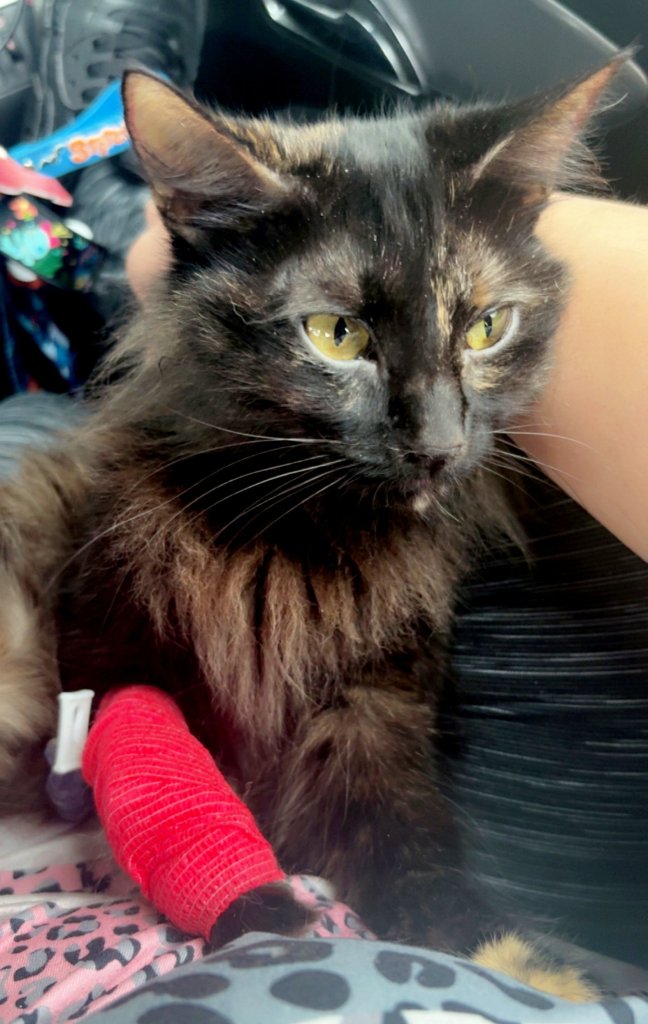 Vet saves critically ill cat’s life by using dog’s blood