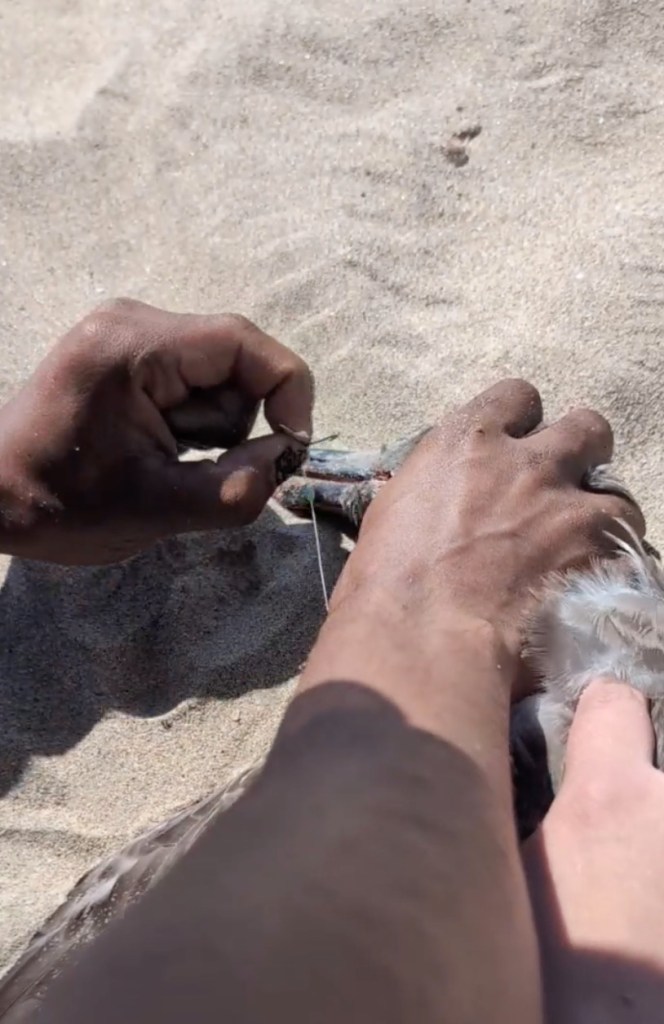 California beachgoer uses crafty tactic to lure in seagull tangled in fishing line