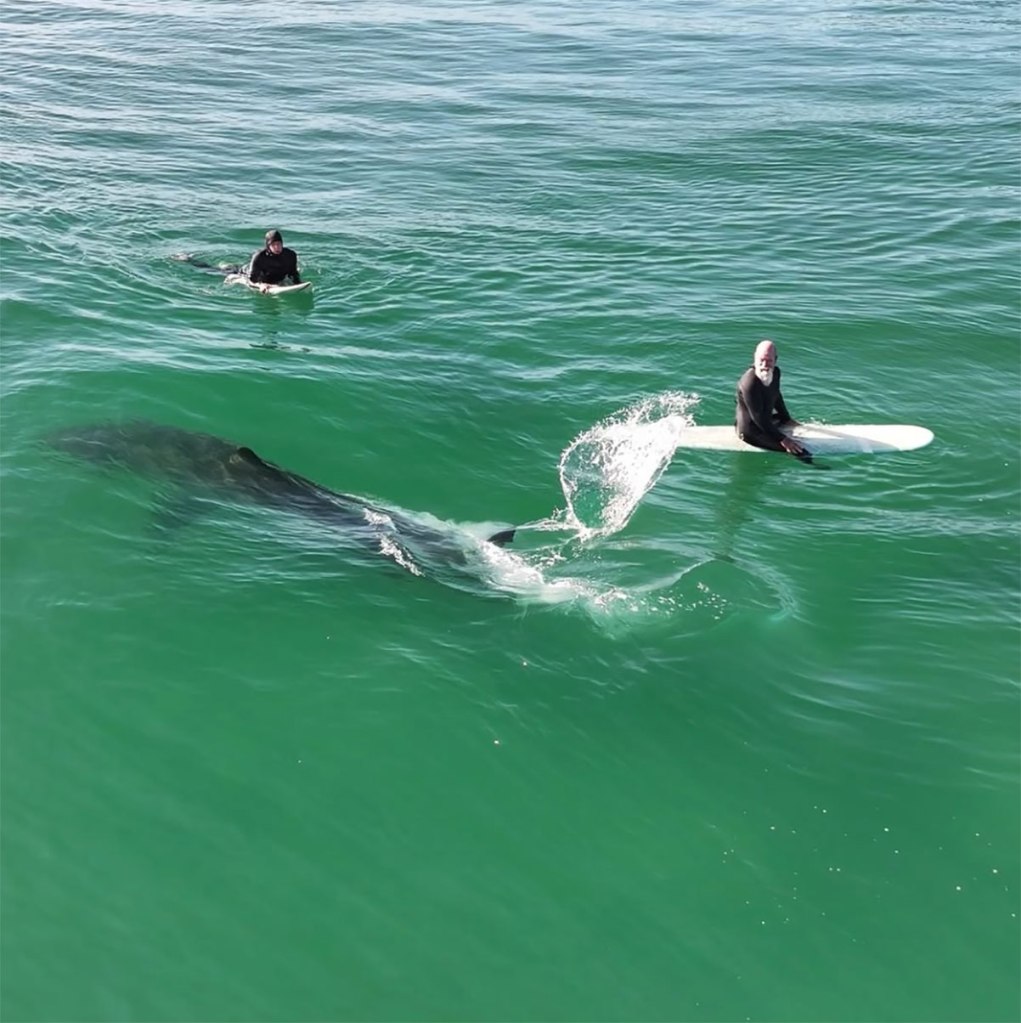 Hair-raising moment massive great white shark lurks under California surfers