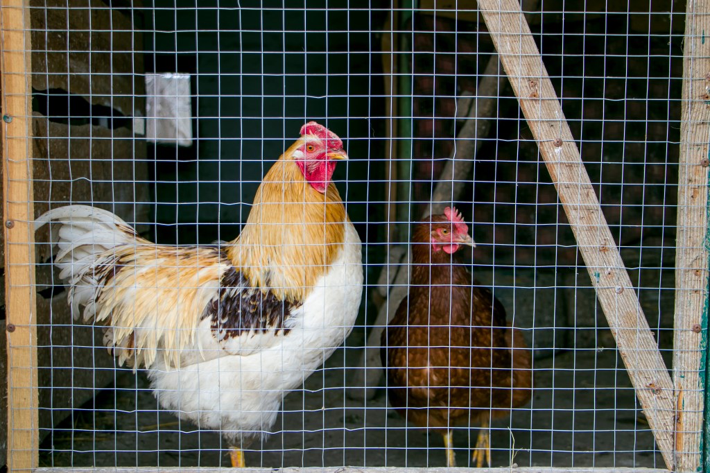 NJ town bans roosters after residents cry fowl over noise