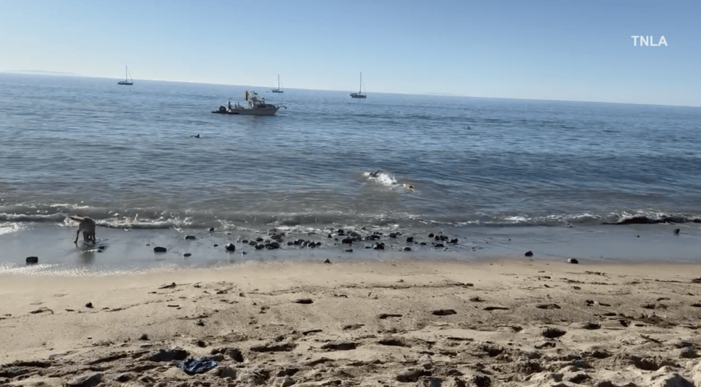 Kayaker attacked by a shark off Paradise Cove in Malibu as dramatic video emerges: report