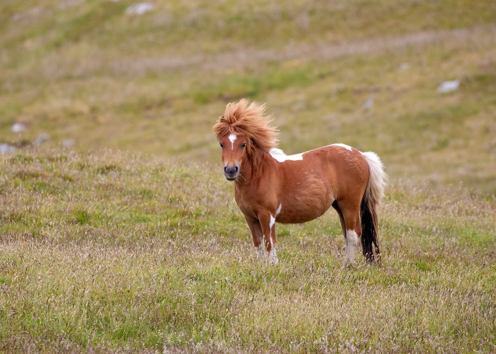 Teen faces sentencing after pleading guilty to trying sex act with Shetland pony