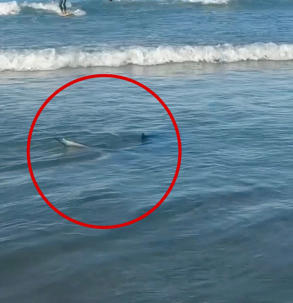 Unerving moment shark creeps up on surfers off popular SoCal beach