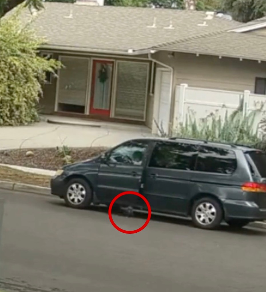 California woman’s cruel tactics exposed as police search for minivan used to crush puppy