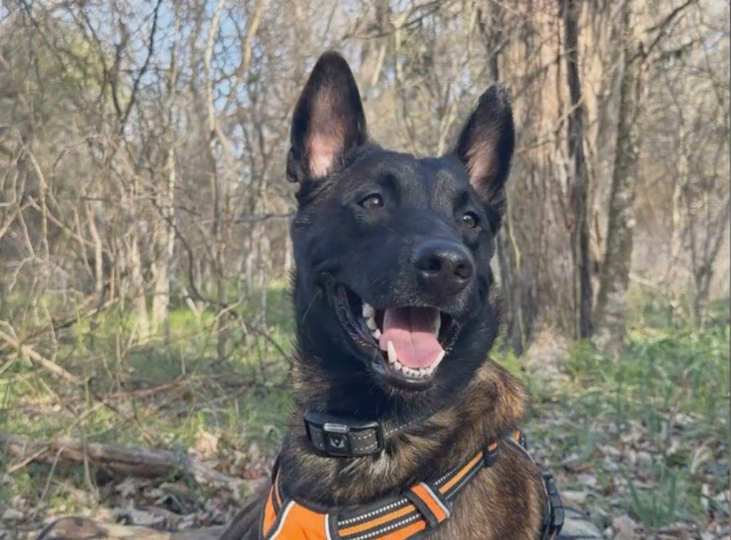 Major the Belgian Malinois faces death as owner has only days to convince judge to spare service dog from euthanasia