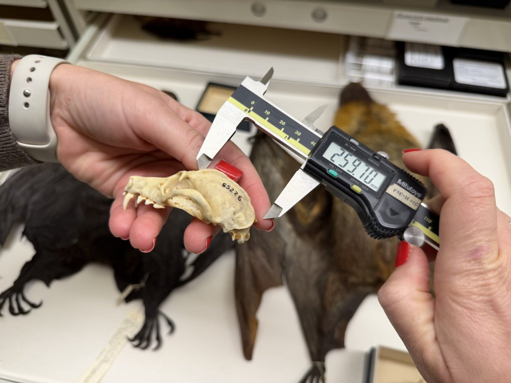 The world’s largest bats are shrinking — and hunters are to blame: study