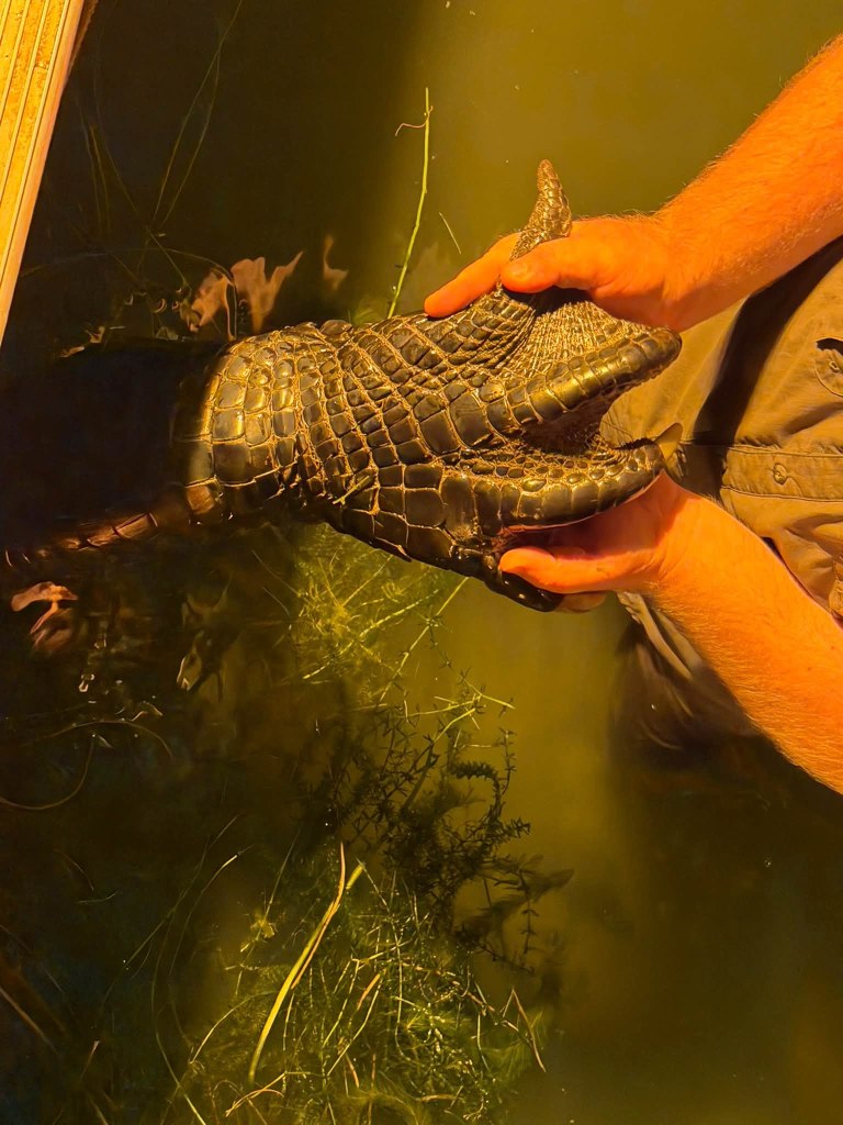 Whopping 844-pound alligator named Snaggletooth finally caught after hunter’s 4-year quest