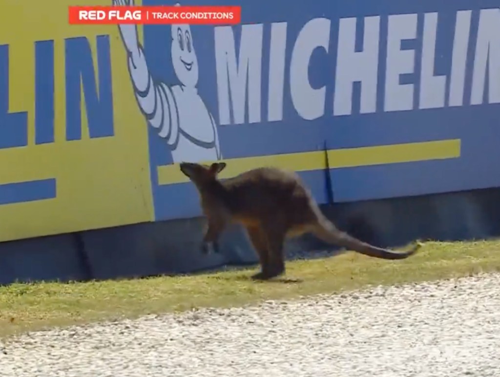 MotoGP race suspended after adorable wallaby makes way onto track