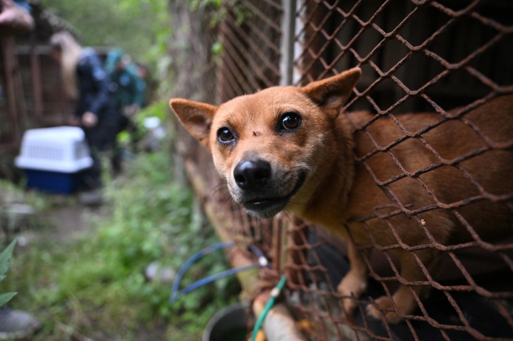 7,600 dogs still held at South Korean meat farms — as animal groups race to save them