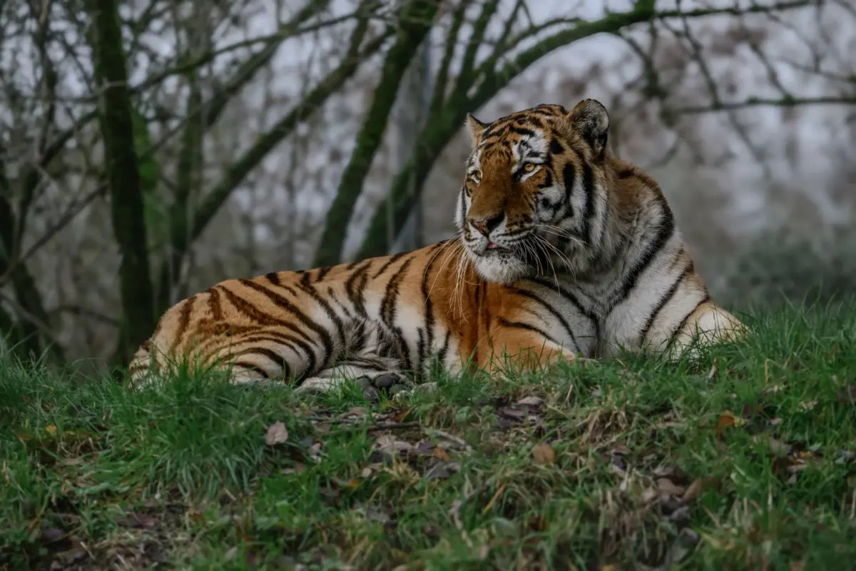 Tiger King star Carole Baskin speaks out after man entered tiger enclosure at zoo