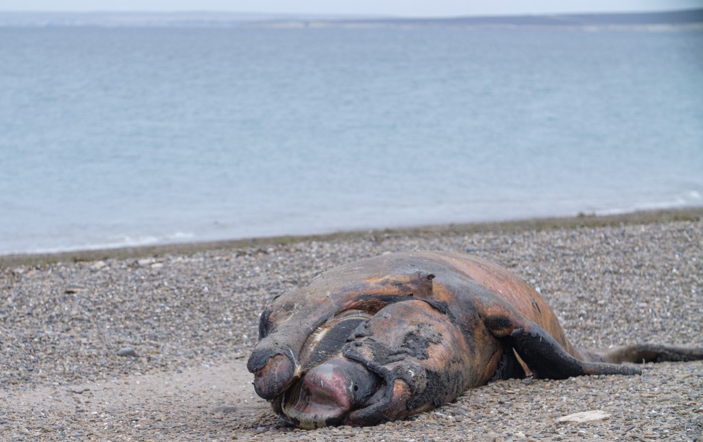 Scientists search for answers as baby whales wash up dead in Argentina