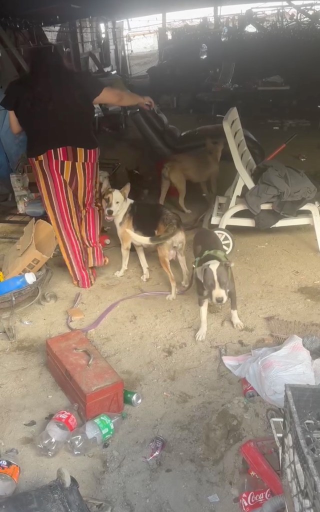 Freeway encampment crackdown takes disturbing turn as dozens arrested, dogs and chickens found