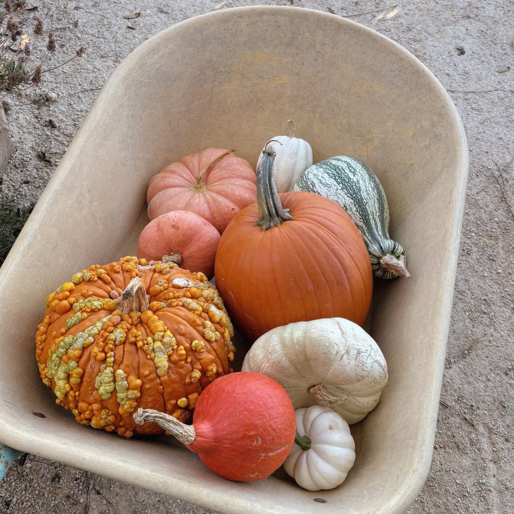 Family-favorite California pumpkin patch linked to E. Coli outbreak